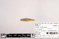 Notropis scabriceps image