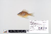 Lepomis macrochirus image