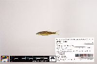 Notropis petersoni image