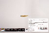 Notropis stramineus image