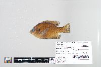 Lepomis macrochirus image