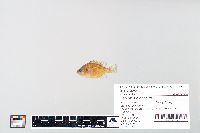 Lepomis gibbosus image