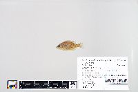 Lepomis humilis image