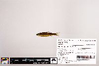 Notropis petersoni image