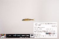 Notropis petersoni image