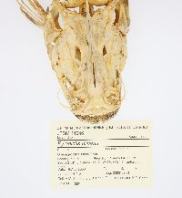 Pylodictis olivaris image