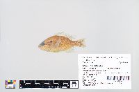 Lepomis gulosus image