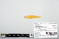 Notropis atherinoides image