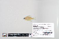 Lepomis macrochirus image