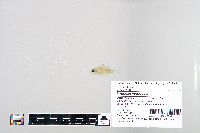Lepomis macrochirus image