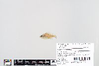 Image of Lepomis gulosus