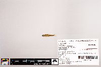 Notropis petersoni image