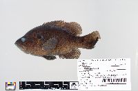 Lepomis gulosus image