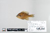 Lepomis macrochirus image