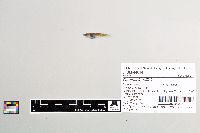 Gambusia affinis image