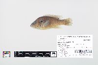 Lepomis cyanellus image