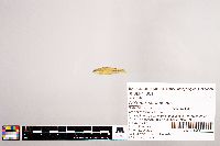 Notropis stramineus image