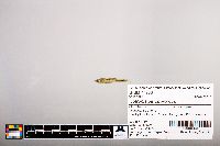 Notropis percobromus image