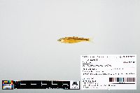 Notropis atherinoides image