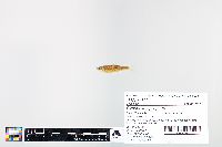 Image of Cyprinella spiloptera