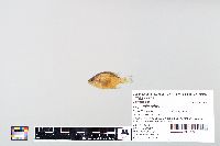 Lepomis gibbosus image