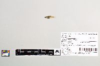 Gambusia affinis image