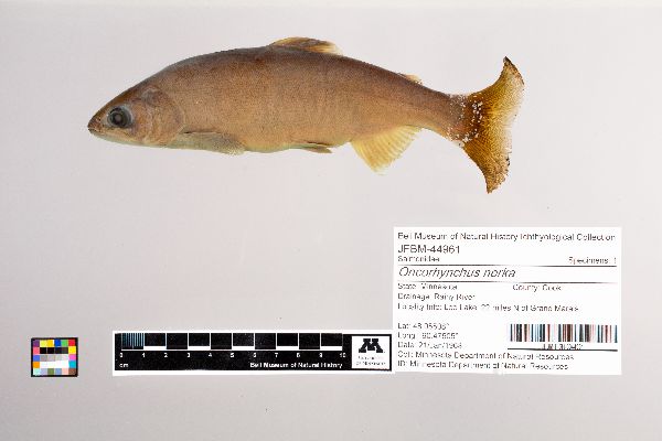 Oncorhynchus nerka image