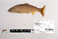 Image of Oncorhynchus nerka