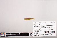 Notropis micropteryx image