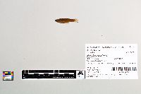 Gambusia affinis image
