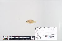 Lepomis humilis image