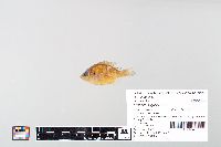Lepomis gibbosus image