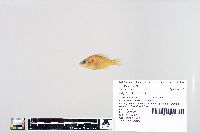 Lepomis humilis image