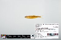 Notropis atherinoides image