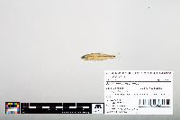 Notropis hudsonius image