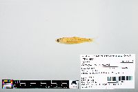 Notropis atherinoides image