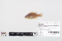 Lepomis cyanellus image