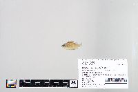 Lepomis macrochirus image