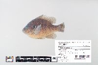 Lepomis gibbosus image