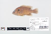 Lepomis cyanellus image