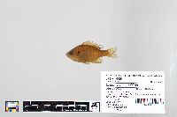 Lepomis macrochirus image