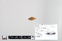 Lepomis macrochirus image