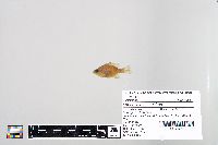 Lepomis macrochirus image