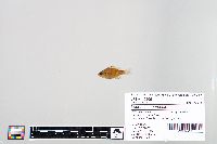 Lepomis macrochirus image