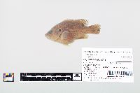 Lepomis cyanellus image