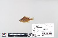 Lepomis gibbosus image