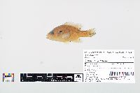 Lepomis cyanellus image