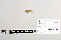 Gambusia affinis image