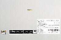 Gambusia affinis image