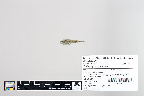 Callionymus sagitta image